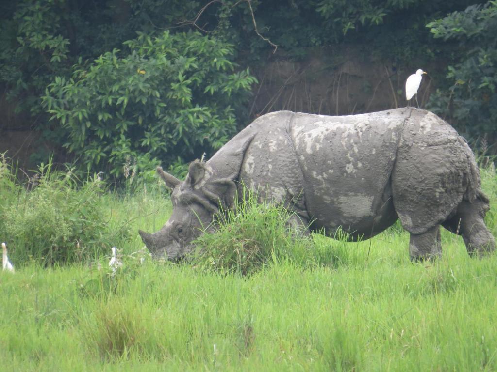 Hotel Tree Land Lodge