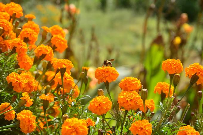 Aama Integrated Farmstay