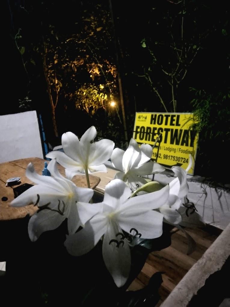 Hotel Forest Way, Hostel & Backpackers