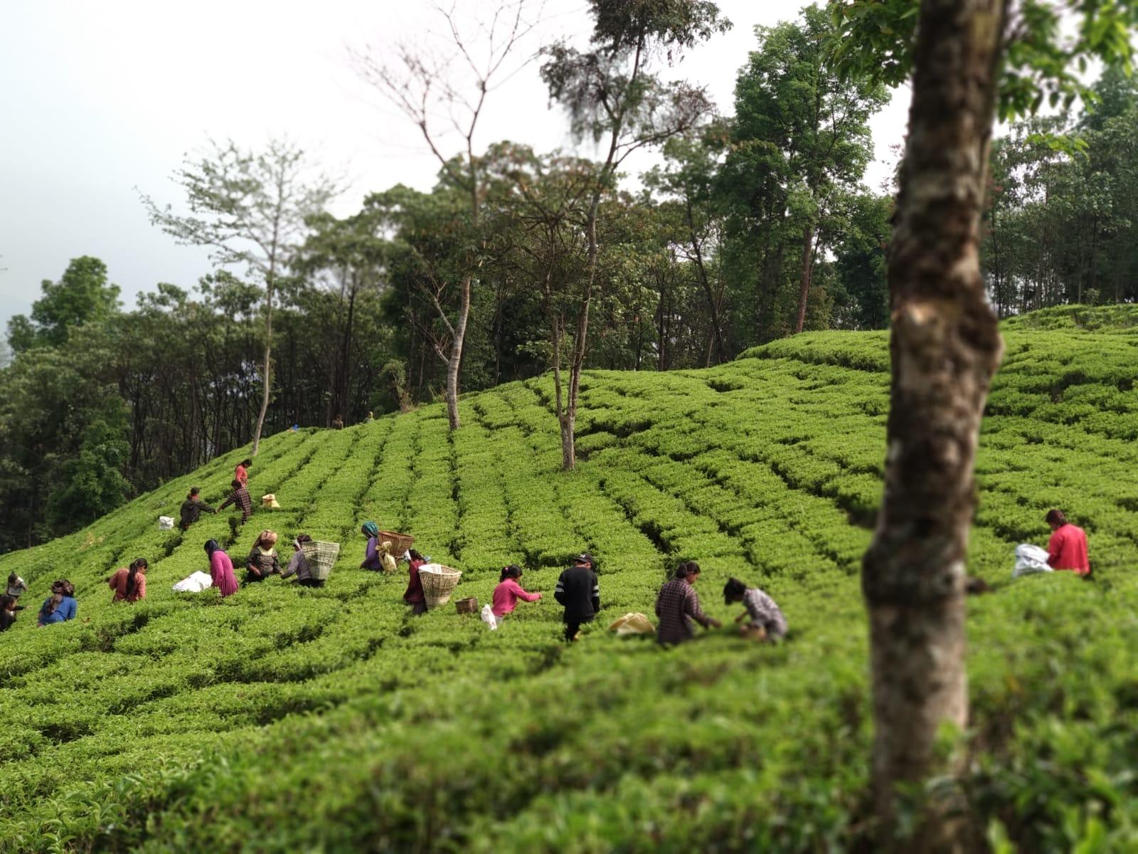 Nepal Village Homestay