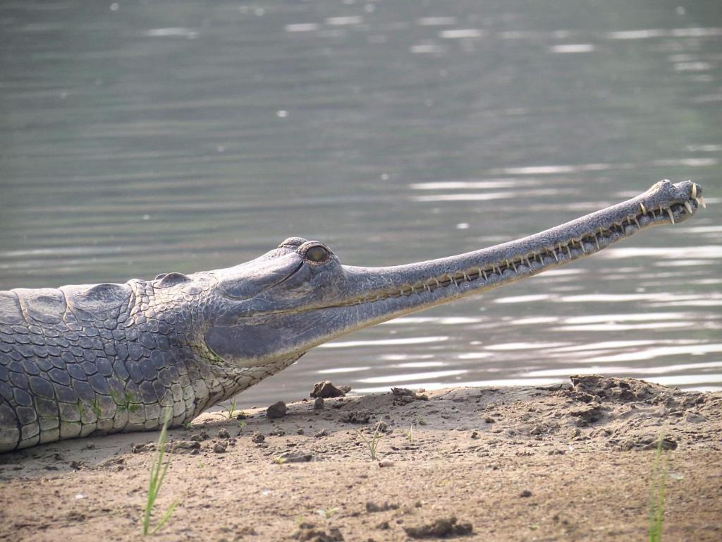 Hotel Tree Land Lodge