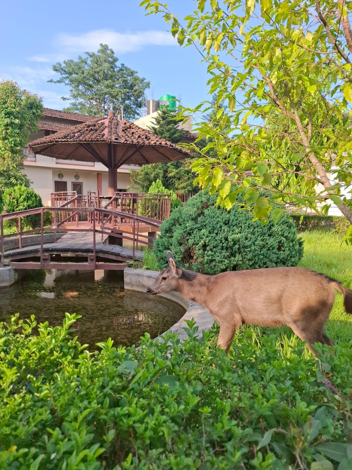 Bardia Tiger Resort